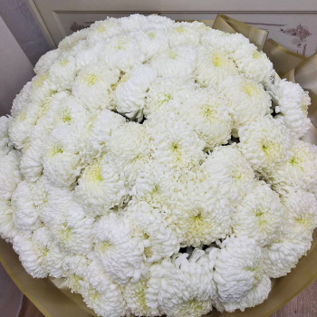 Крупная хризантема в букете - 81 шт.