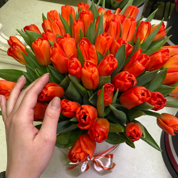 Коралловые тюльпаны - 51 шт.