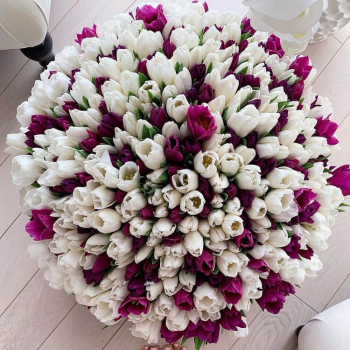 Бело-фиолетовые тюльпаны - 251 шт. Бело-фиолетовые тюльпаны - 251 шт.