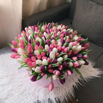 Микс из тюльпанов - 201 шт. Микс из тюльпанов - 201 шт.