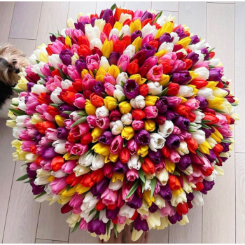 Разноцветные тюльпаны - 501 шт.
