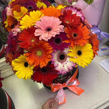 51 гербера в коробке