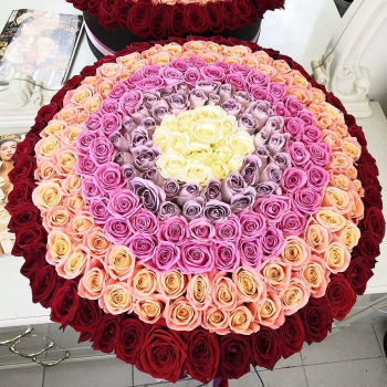 201 нежная радуга 201 нежная радуга