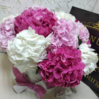 9 гортензий в коробке