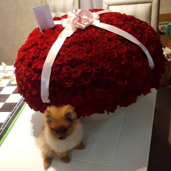 501 красная роза в коробке 501 красная роза в коробке