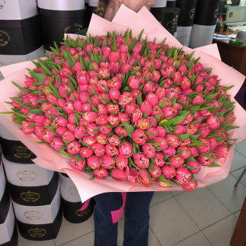 301 розовый тюльпан в букете 301 розовый тюльпан в букете