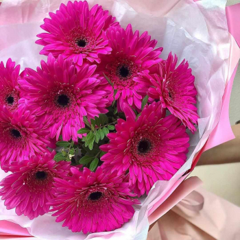 9 ярко-розовых гербер 9 ярко-розовых гербер