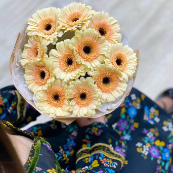 19 кремовых гербер в букете 19 кремовых гербер в букете