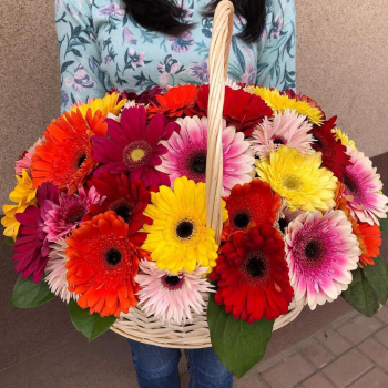 Разноцветные герберы - 51 шт. Разноцветные герберы - 51 шт.