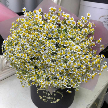 51 кустовая ромашка в букете 51 кустовая ромашка в букете