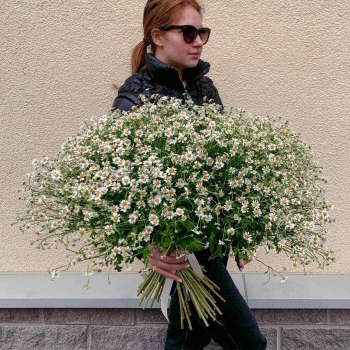 151 кустовая ромашка в букете 151 кустовая ромашка в букете