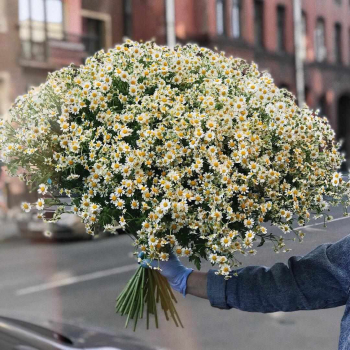251 кустовая ромашка в букете 251 кустовая ромашка в букете