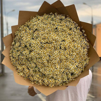 501 кустовая ромашка 501 кустовая ромашка