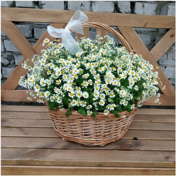 101 кустовая ромашка в корзине 101 кустовая ромашка в корзине