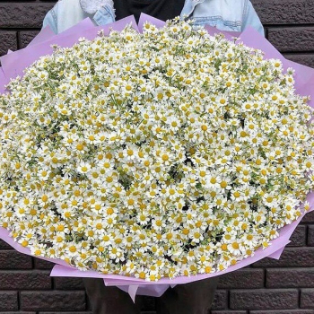 151 ромашка кустовая в букете 151 ромашка кустовая в букете
