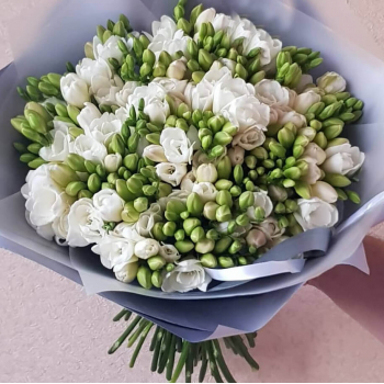 51 белая фрезия 51 белая фрезия