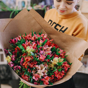 41 бордовая альстромерия 41 бордовая альстромерия