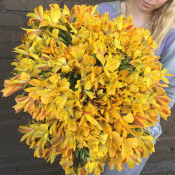 51 желтая альстромерия 51 желтая альстромерия