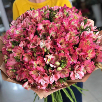 81 розовая альстромерия 81 розовая альстромерия