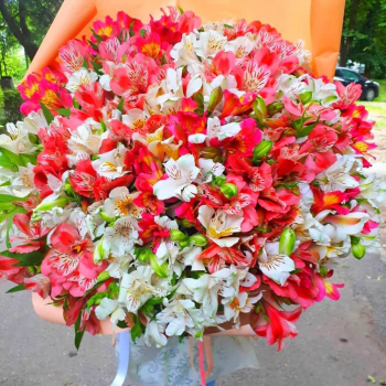 Красно-белый букет из 101 альстромерии