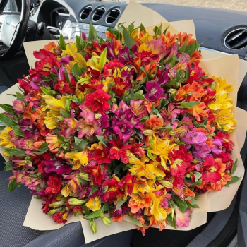 101 разноцветная альстромерия 101 разноцветная альстромерия
