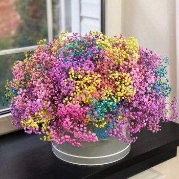 51 разноцветная гипсофила 51 разноцветная гипсофила