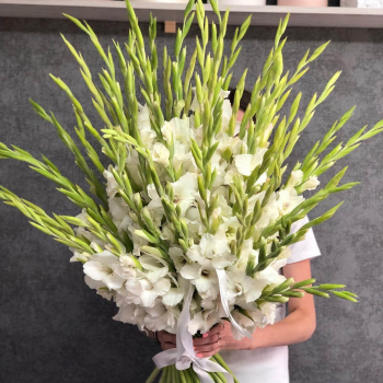 51 белый гладиолус в букете 51 белый гладиолус в букете