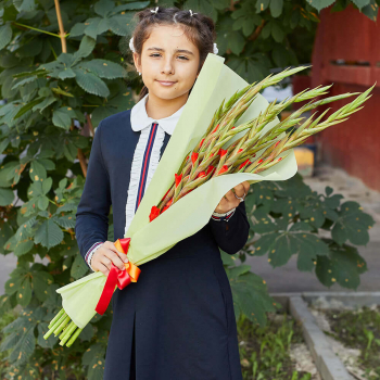 9 красных гладиолусов 9 красных гладиолусов