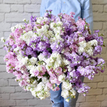 Микс из 101 маттиолы в букете