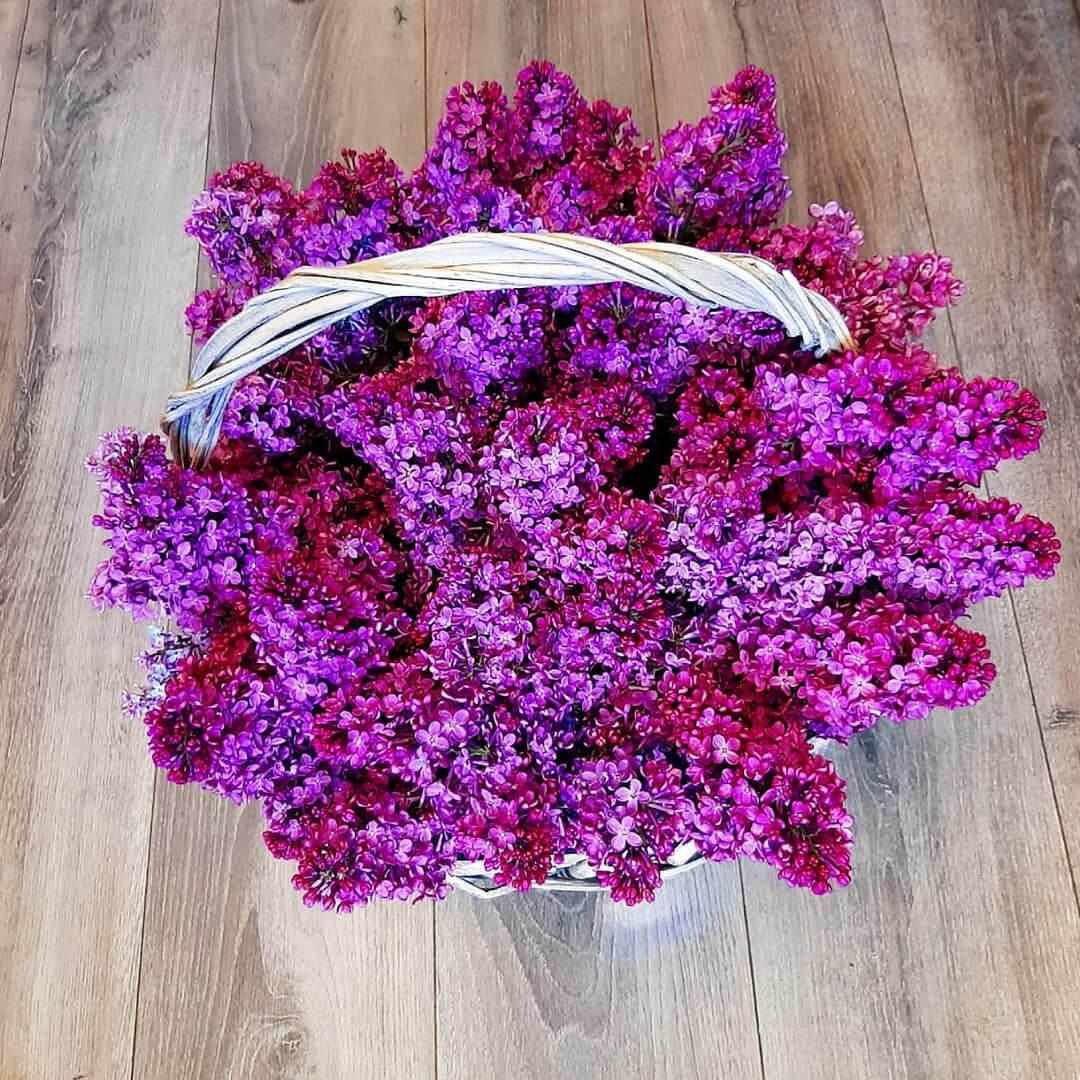 Корзина из 29 веток сирени