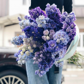 29 голубых дельфиниумов 29 голубых дельфиниумов