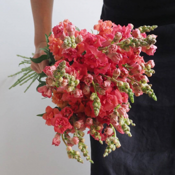 9 коралловых антирринумов