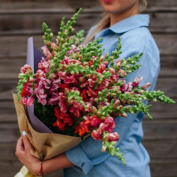 19 бордовых антирринумов в букете