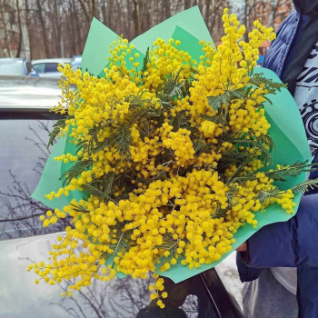 11 мимоз с зеленью в букете 11 мимоз с зеленью в букете