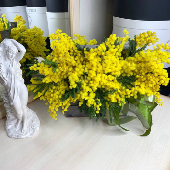 9 мимоз в кашпо 9 мимоз в кашпо