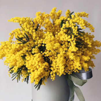 11 мимоз в коробке 11 мимоз в коробке