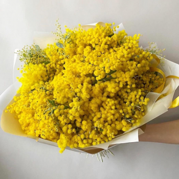 25 мимоз в букете