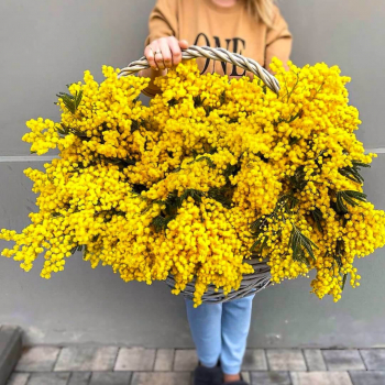 101 мимоза в корзине 101 мимоза в корзине