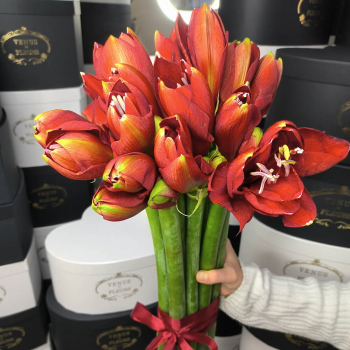 11 красных амариллисов в букете 11 красных амариллисов в букете