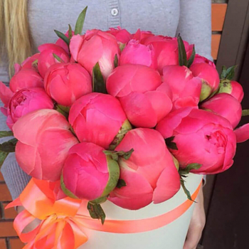 19 коралловых пионов в коробке