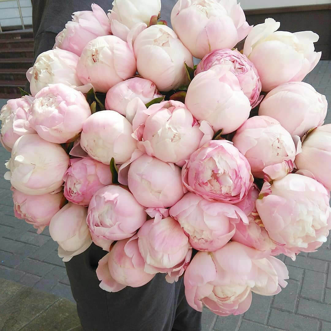 25 нежно-розовых пионов в букете
