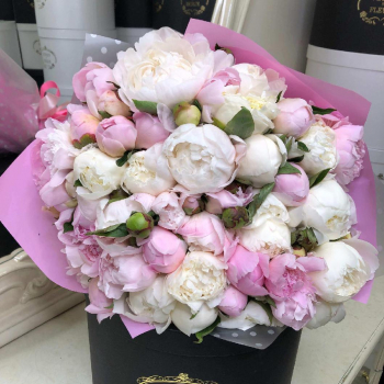 51 бело-розовый пион в букете 51 бело-розовый пион в букете