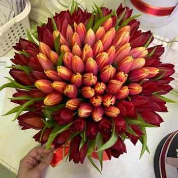 Огненные тюльпаны - 101 шт. Огненные тюльпаны - 101 шт.