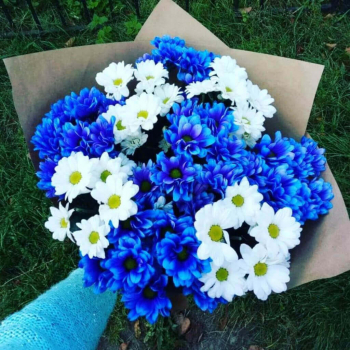 9 бело-синих кустовых хризантем