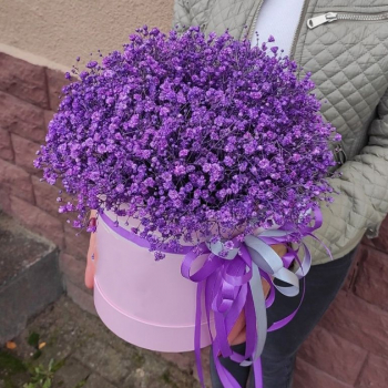 25 фиолетовых гипсофил в коробке