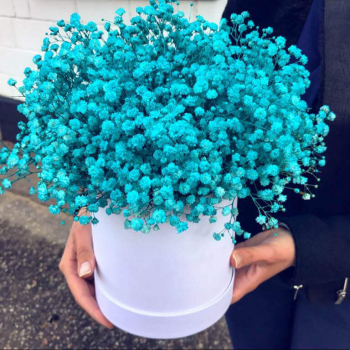 25 бирюзовых гипсофил в коробке