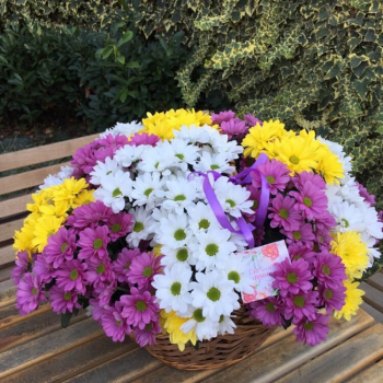 Разноцветные хризантемы - 29 шт. Разноцветные хризантемы - 29 шт.