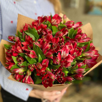 41 красная альстромерия в букете