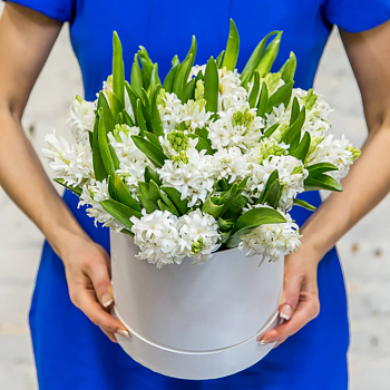 25 белых гиацинт в коробке 25 белых гиацинт в коробке