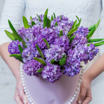 19 фиолетовых гиацинт в коробке